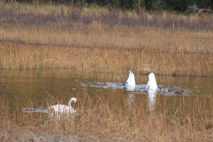 9-30-2012 swans_0008