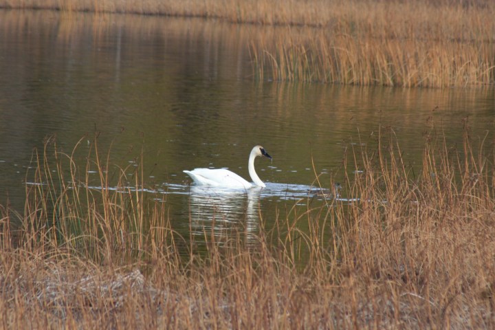 9-30-2012 swans_0021