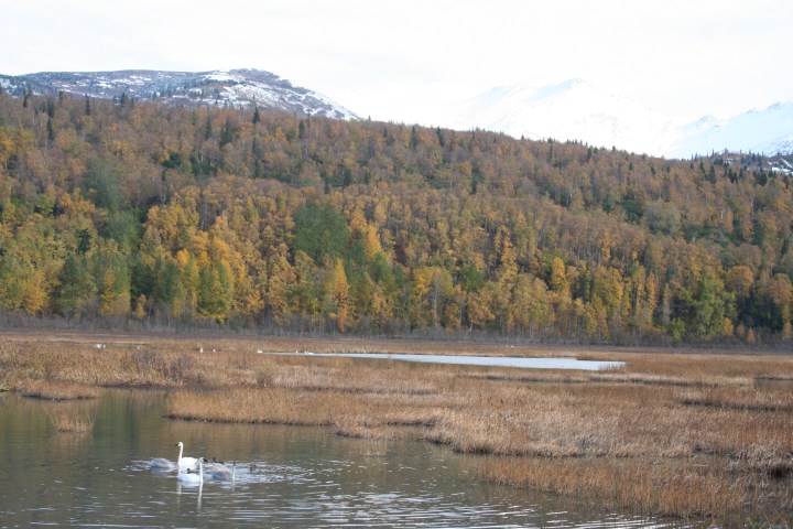 9-30-2012 swans_0040