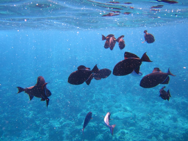 11-23-2012 molokini (50)