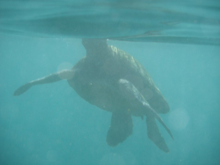 11-24-2012 underwater (10)