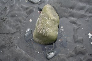 bishops beach homer alaska tide pool
