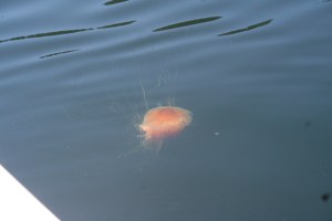 prince william sound-013