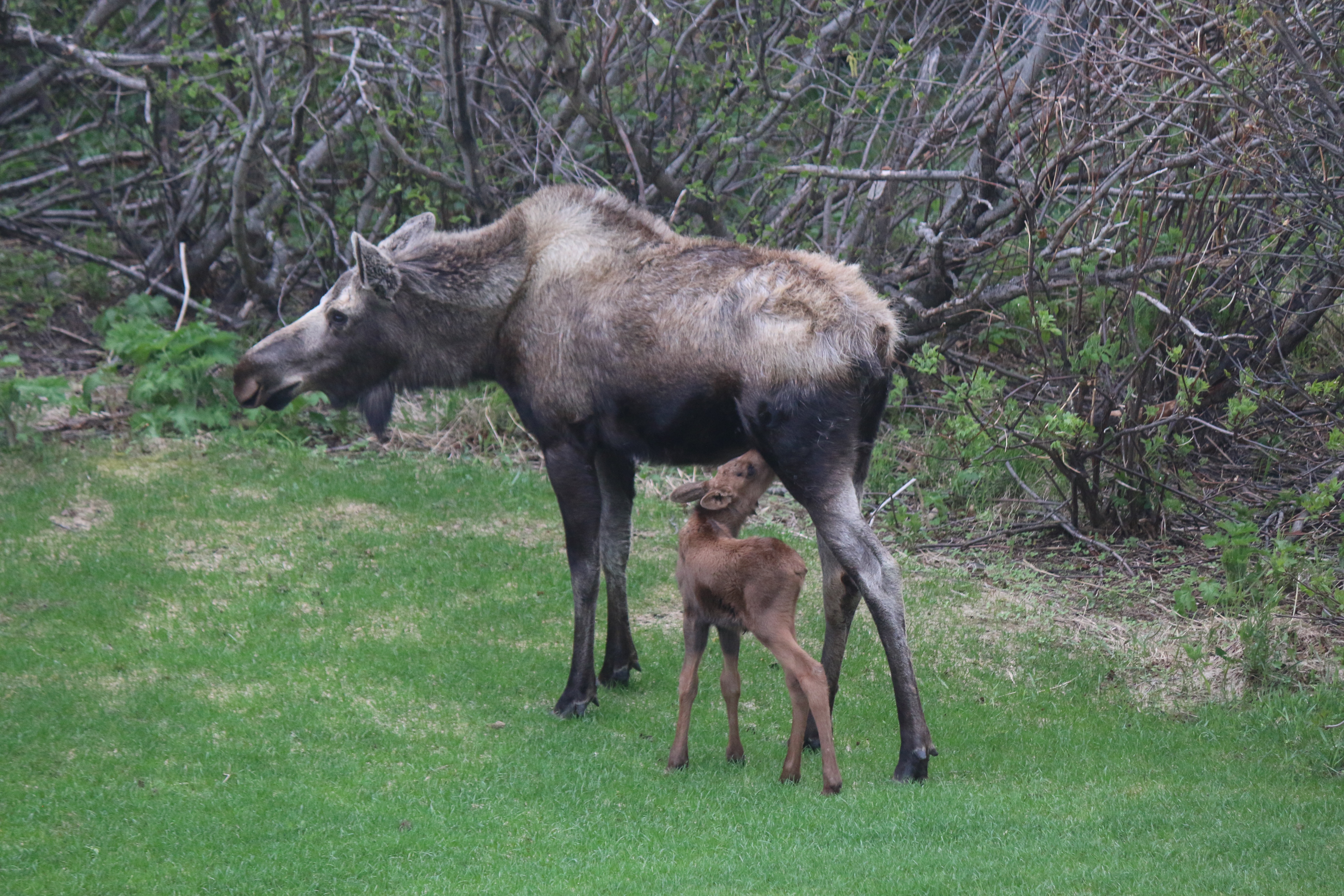 Nursing moose calf