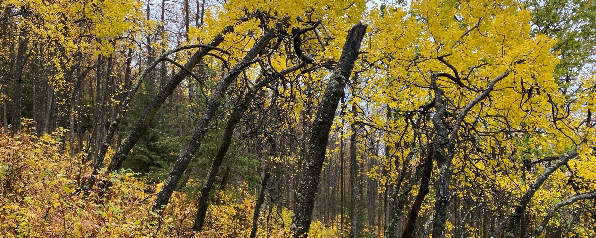 Turnagain Arm Trail